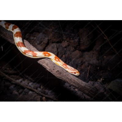 Serpiente del maizal -  Elaphe Guttata candy cane